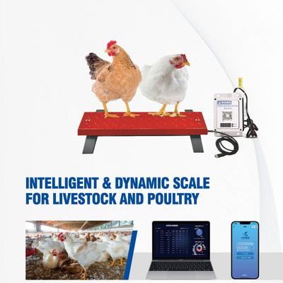 Intelligent & Dynamic Scale For Livestock and Poultry